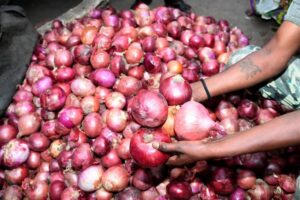 Onion