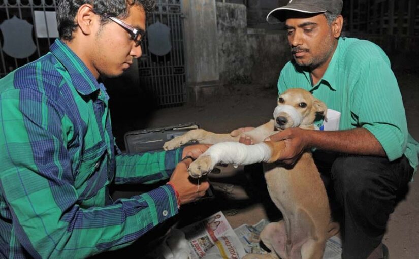 घरेलू व दुधारू पशुओं की बीमारियों से जागरूकता जरूरी