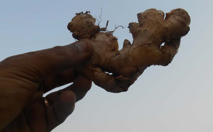 अदरक की वैज्ञानिक विधि से खेती