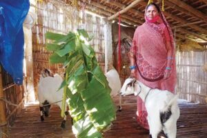 बकरीपालन में कामयाब हो रहीं गंवई महिलाएं