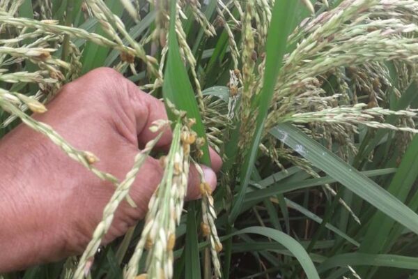 धान में कंडुआ रोग से बचने पर दें ध्यान