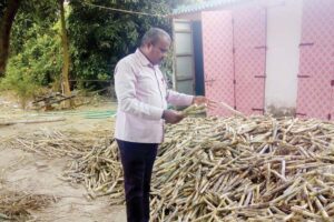 Sugarcane