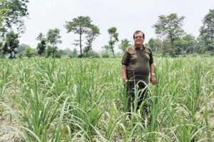 Sugarcane
