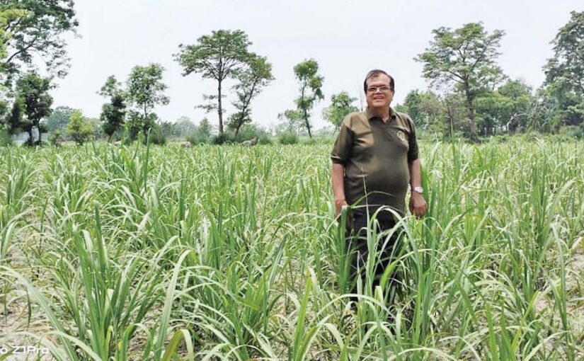 गन्ने की फसल में कीटों से रहें सावधान