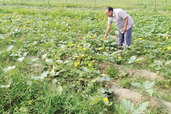 जैविक खेती : किसानों की आय दोगुनी करने का माध्यम
