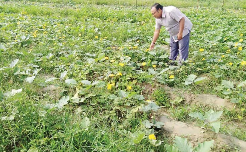 जैविक खेती : किसानों की आय दोगुनी करने का माध्यम