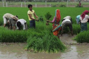 Farming