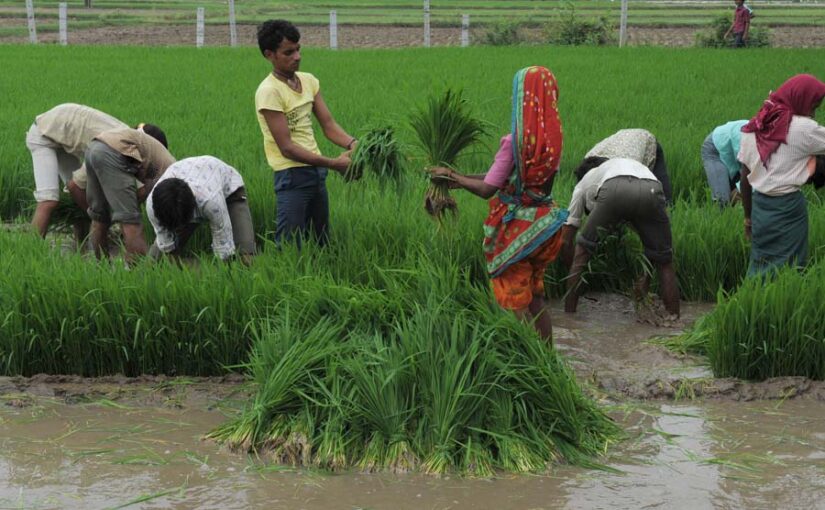 गरमी के मौसम में खेती के काम