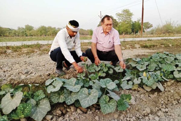 कद्दूवर्गीय सब्जियों में फल मक्खी से करें बचाव