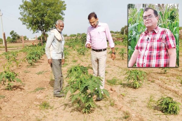 कम अवधि में पपीते की खेती