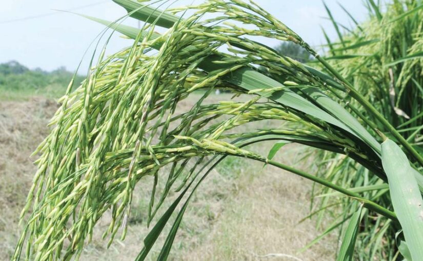 विलुप्त होने की कगार पर धान की देशी किस्में