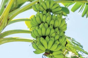 Banana