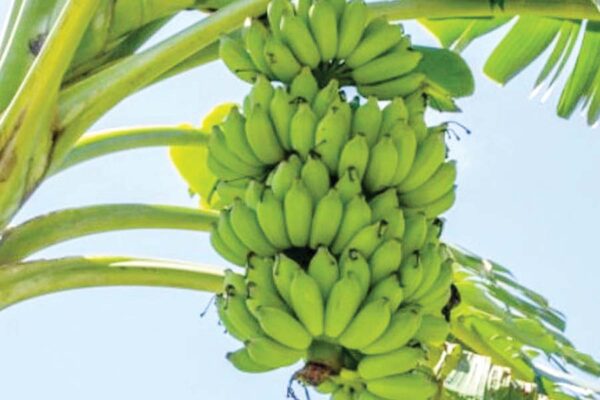 स्वादसुगंध से भरपूर अल्पान केला