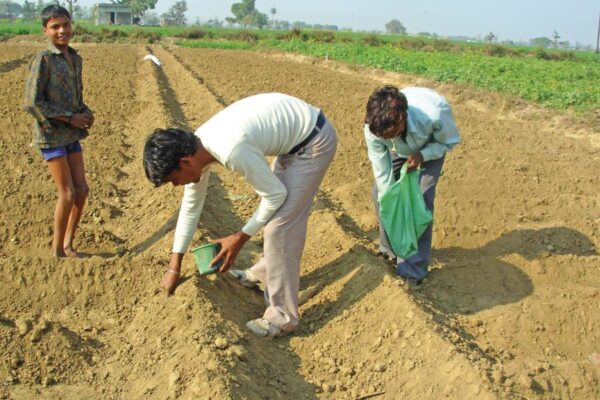 नवंबर महीने से जुड़े  खेतीकिसानी के काम