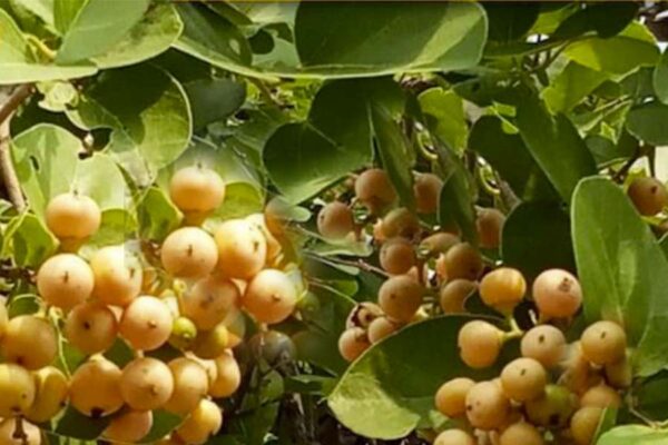 लसोड़ा ताकत बढ़ाने में लाभकारी