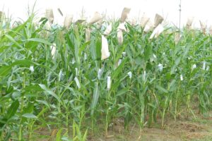 Maize