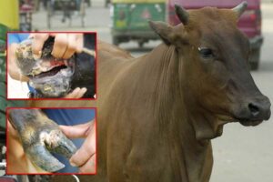 Animal Care