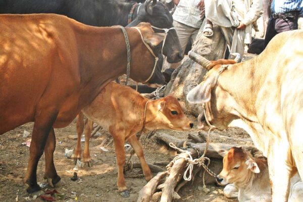 नवजात बछड़े की देखभाल की वैज्ञानिक विधि