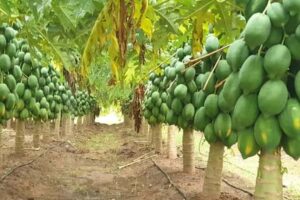 Papaya