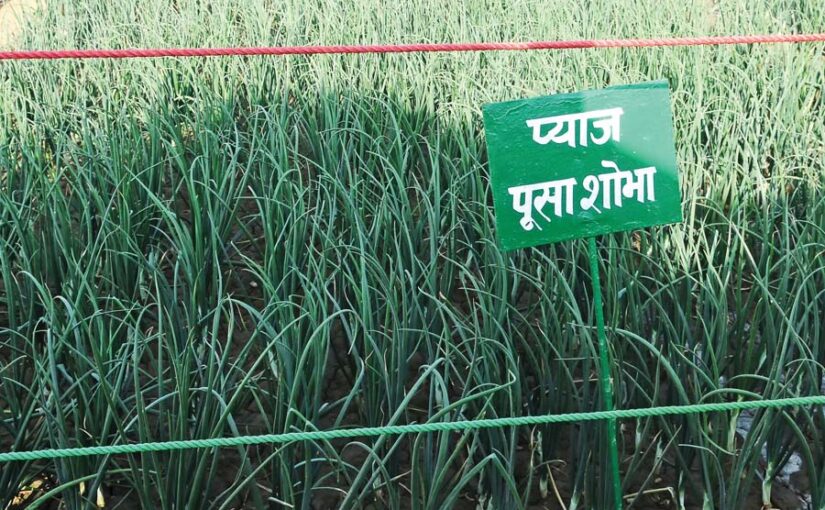 खरीफ (वर्षा ऋतु) में  प्याज की खेती