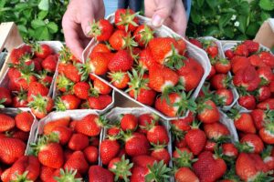 Strawberry