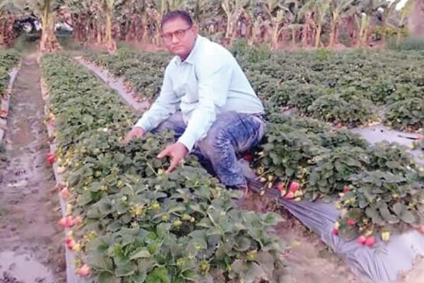 वैज्ञानिक विधि से कैसे करें स्ट्राबैरी की खेती