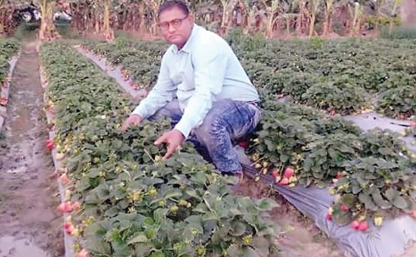 वैज्ञानिक विधि से कैसे करें स्ट्राबैरी की खेती