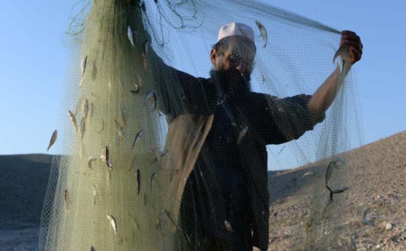 डेरी और मत्स्य उत्पादकों को क्रेडिट कार्ड जरूरी