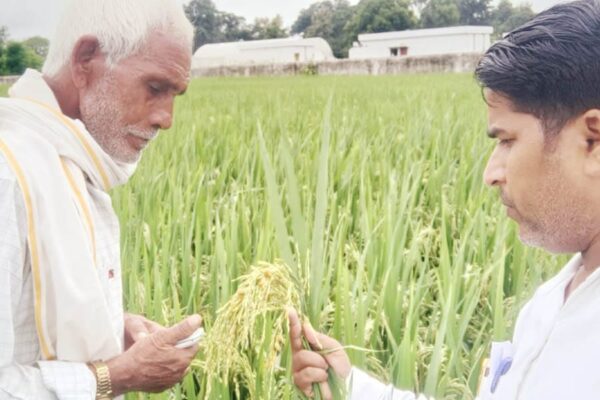 धान में रोग, कैसे करें बचाव