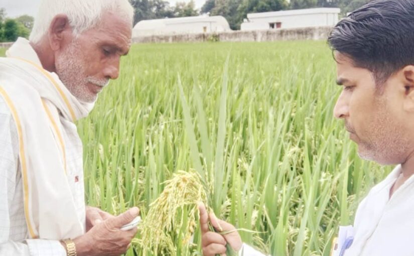 धान में रोग, कैसे करें बचाव