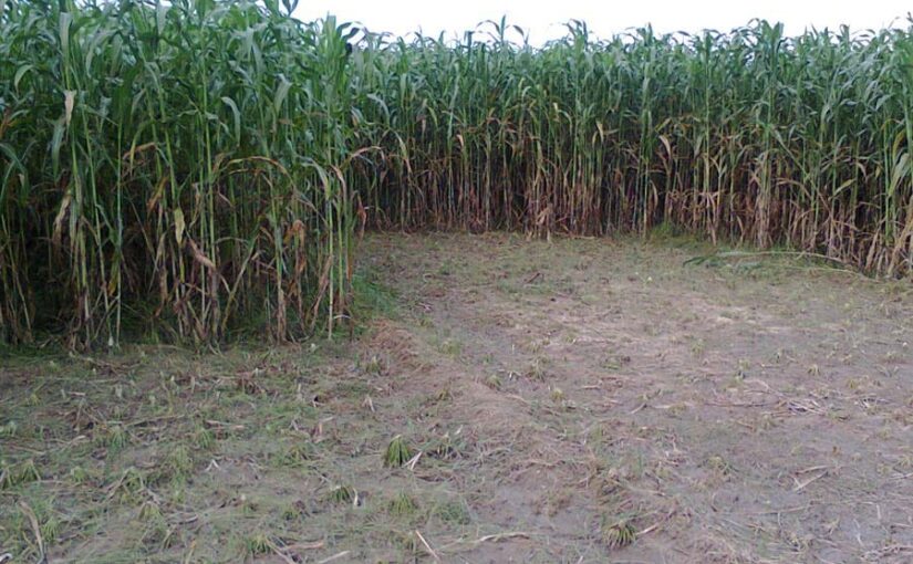 खरीफ फसलों के लिए 20 सितंबर से शुरू होंगे पंजीयन