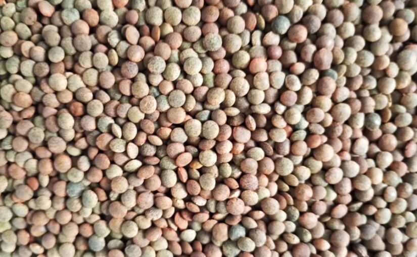 मसूर का अघोषित भंडार जमाखोरी : ब्योरा जरूरी