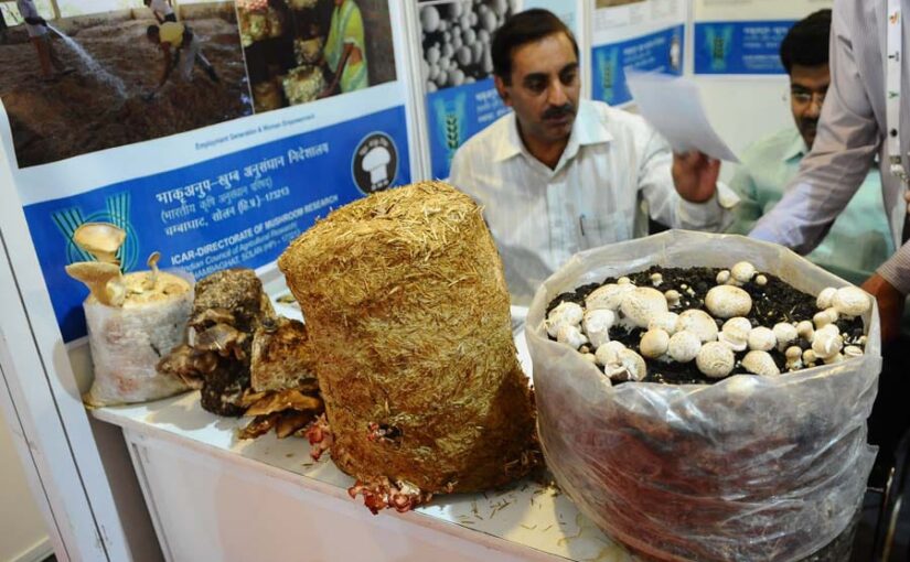 मशरूम उत्पादन पर प्रश्नोत्तरी