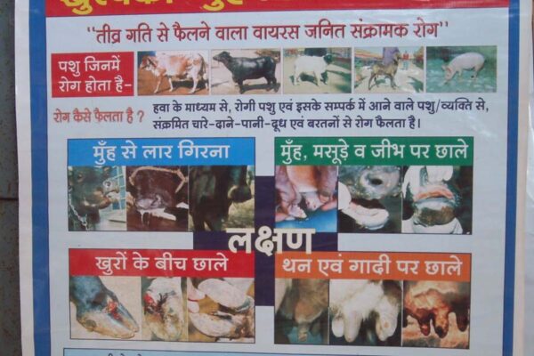 पशुओं की प्राथमिक चिकित्सा और घरेलू उपचार