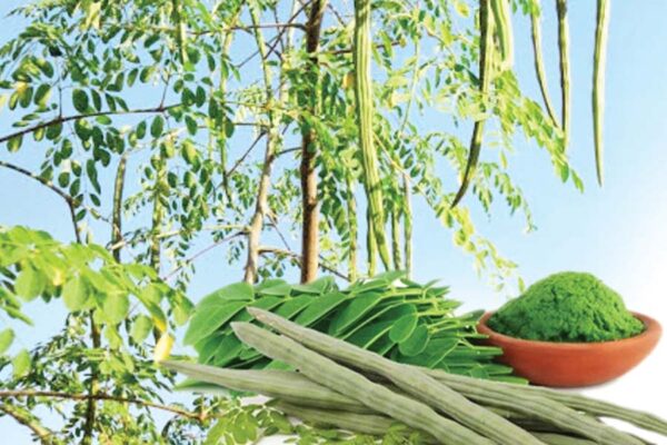 सहजन पौष्टिक व लाभकारी