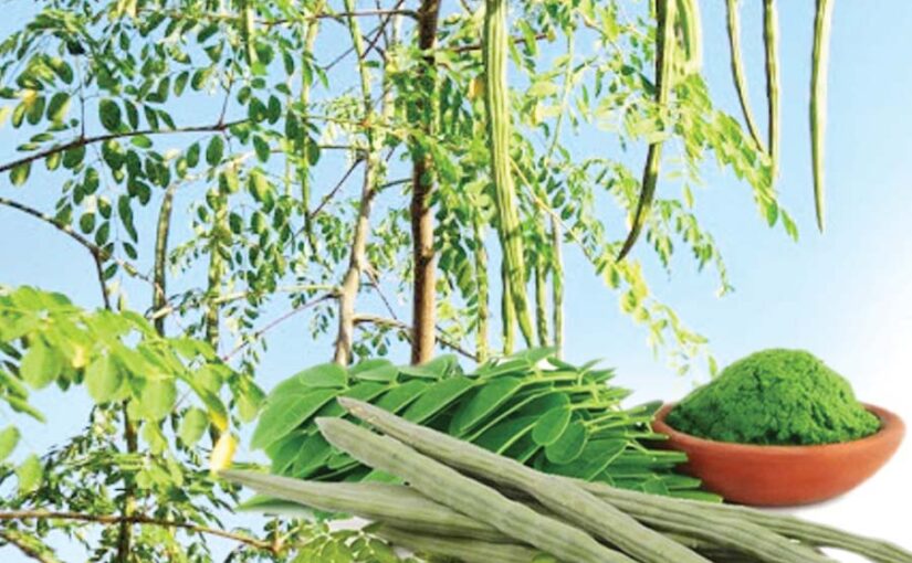 सहजन पौष्टिक व लाभकारी