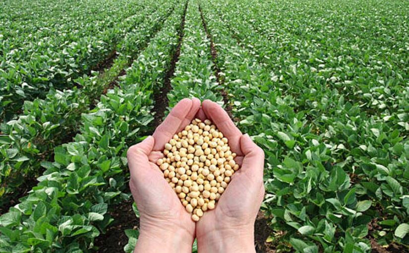 सोयाबीन किसान करें ये काम