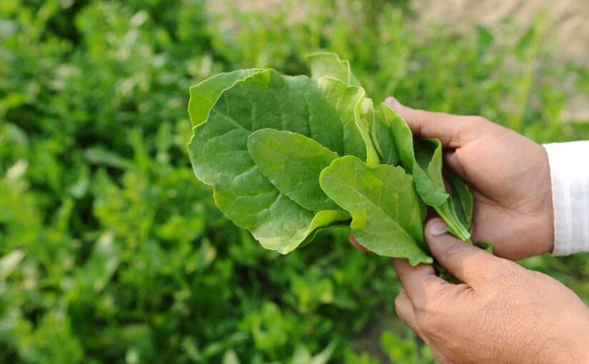 सागभाजी बीज लाइसेंस लेना जरूरी