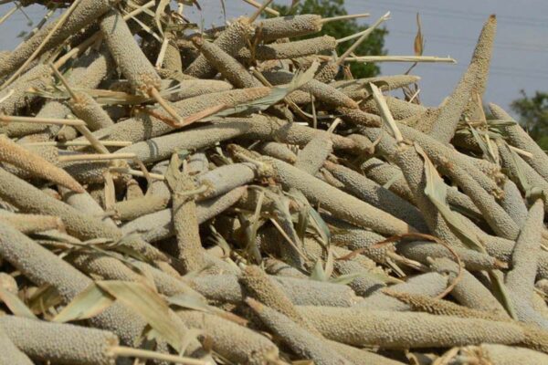 धान, ज्वार एवं बाजरा उपार्जन के लिए 12 पंजीयन केंद्र