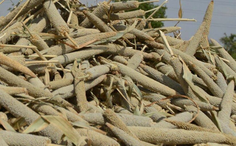 धान, ज्वार एवं बाजरा उपार्जन के लिए 12 पंजीयन केंद्र