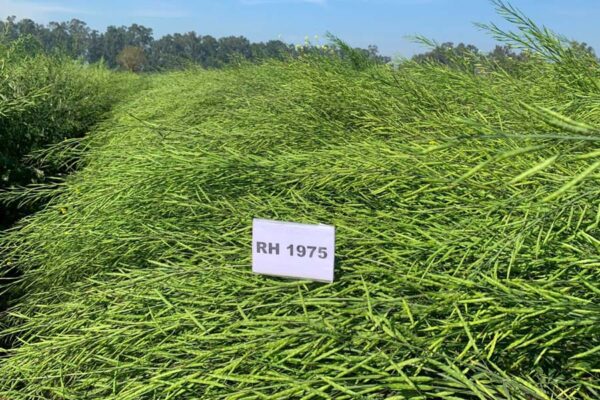 सरसों नई किस्म आरएच 1975 विकसित