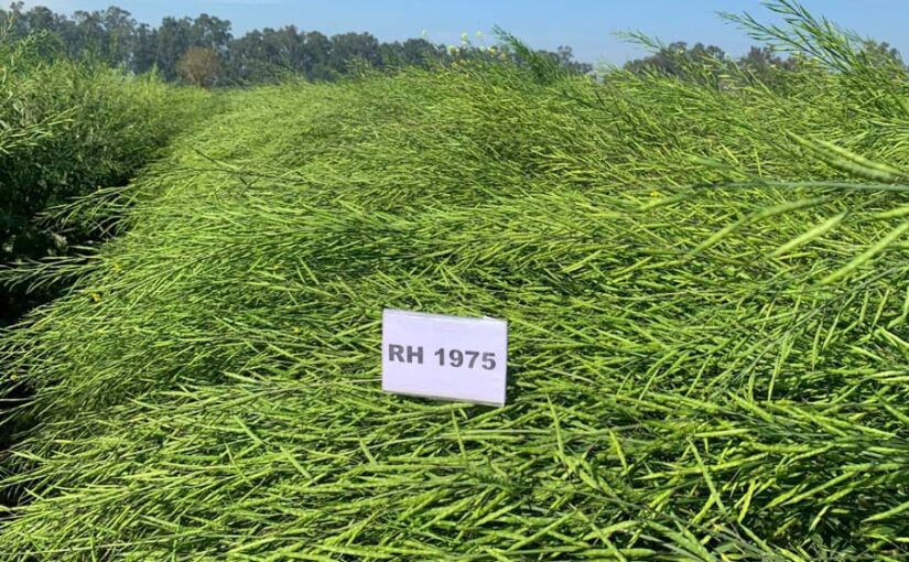 सरसों नई किस्म आरएच 1975 विकसित