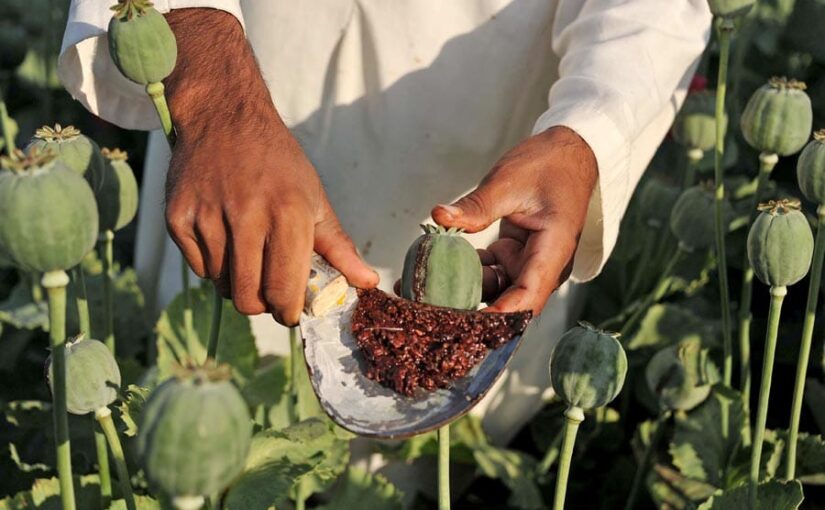 अफीम पोस्त की खेती के लिए लाइसेंसिंग नीति