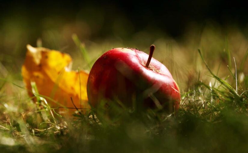 अमेरिकी सेब सभी देशों की तरह ही प्रतिस्पर्धा करेंगे