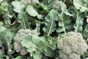 Broccoli
