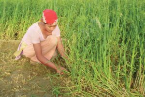 Oats Farming