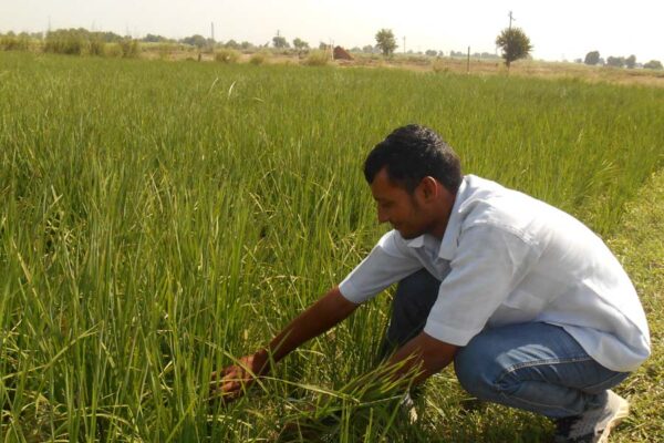 धान के हानिकारक कीटों की पहचान और प्रबंधन