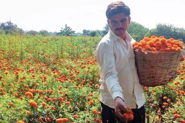 गेंदा फूल की खेती