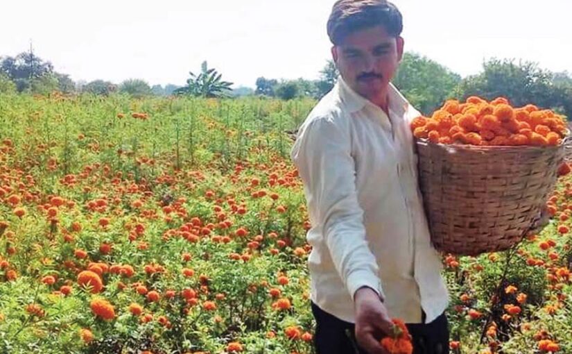 गेंदा फूल की खेती