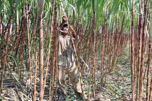 उत्तर प्रदेश गन्ना प्रतियोगिता के विजेताओं को मिला इनाम